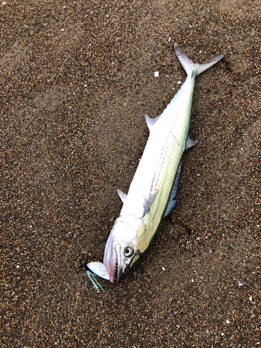 サゴシの釣果