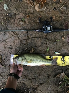 ラージマウスバスの釣果