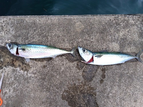 サバの釣果