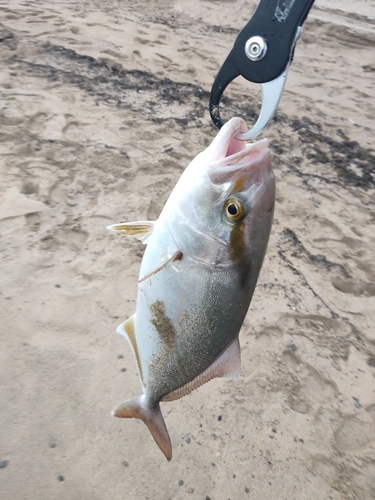 ショゴの釣果