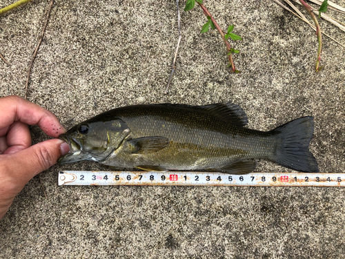 スモールマウスバスの釣果