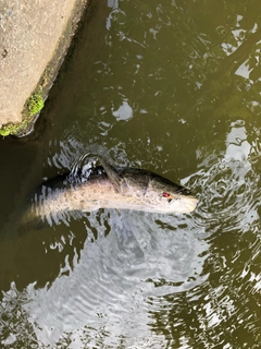 ライギョの釣果