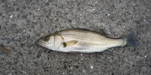 セイゴ（ヒラスズキ）の釣果