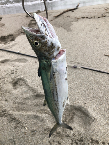 サゴシの釣果