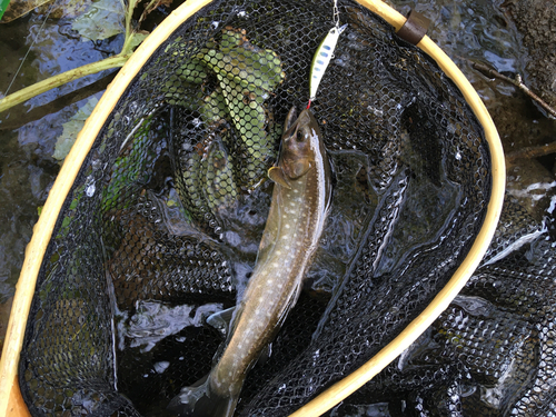 アメマスの釣果