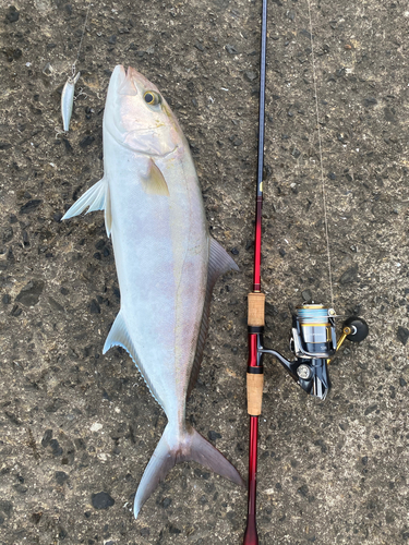 カンパチの釣果