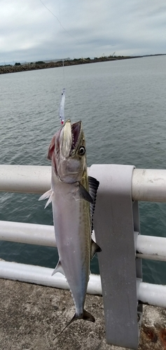 サゴシの釣果