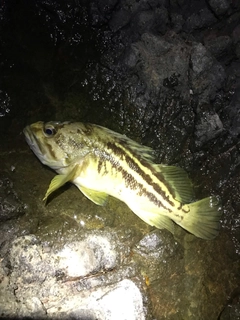 シマソイの釣果