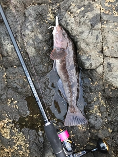 アイナメの釣果