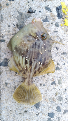 カワハギの釣果