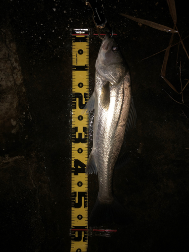 スズキの釣果