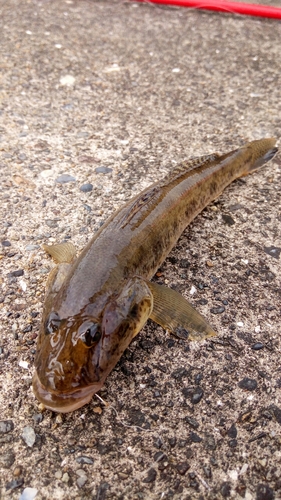 マハゼの釣果