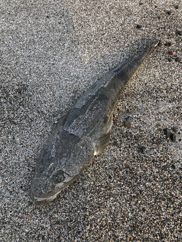 マゴチの釣果