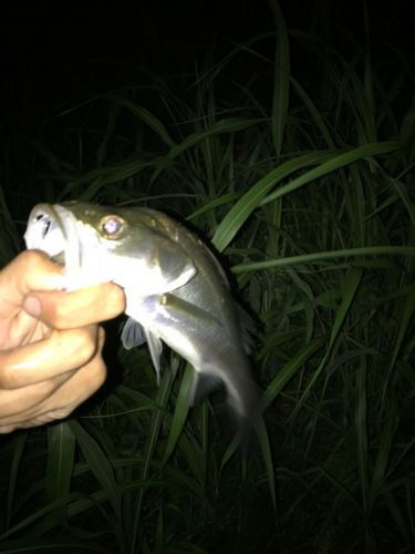 スズキの釣果