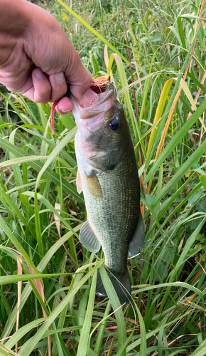 ラージマウスバスの釣果