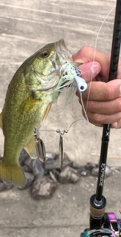 ブラックバスの釣果