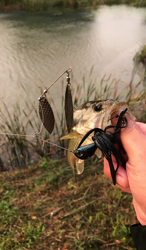 ブラックバスの釣果