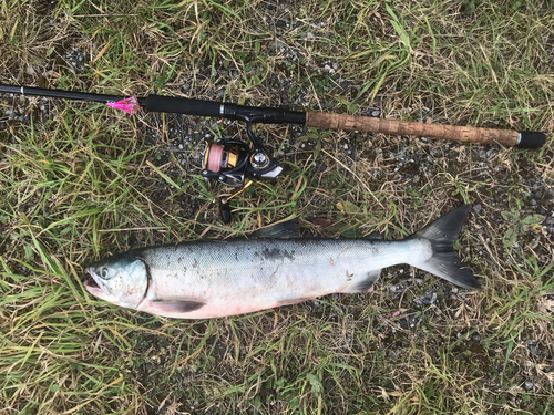 サケの釣果