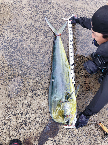 シイラの釣果