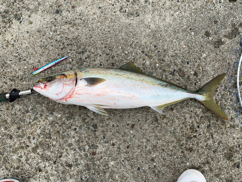 メジロの釣果