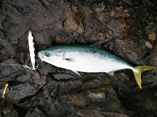 ワカシの釣果