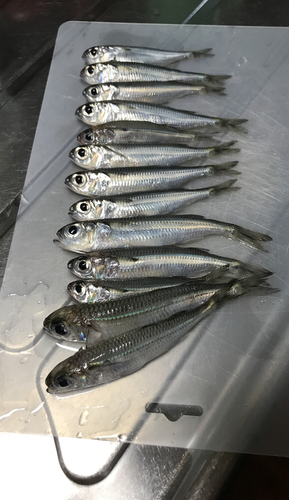 イワシの釣果