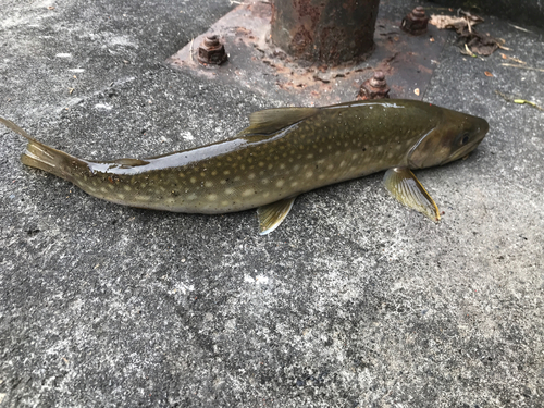 イワナの釣果