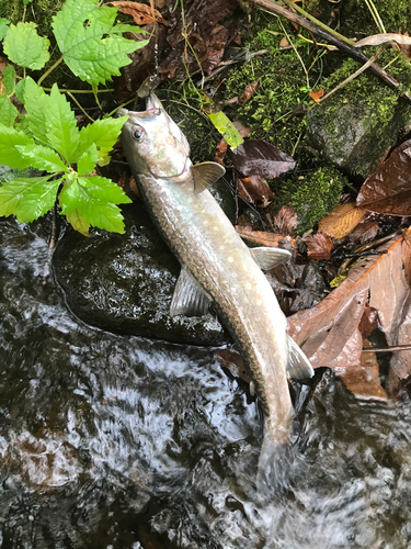 イワナの釣果