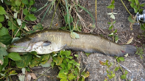 ナマズの釣果