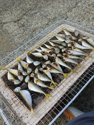 マアジの釣果