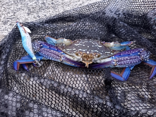 タイワンガザミの釣果