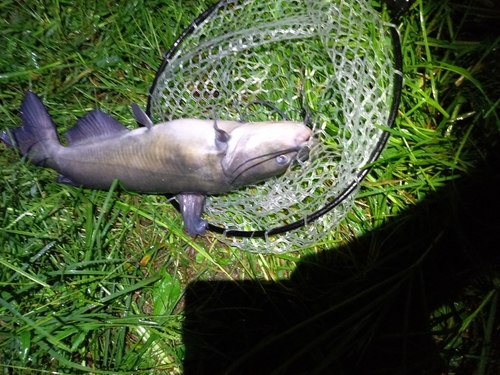 アメリカナマズの釣果