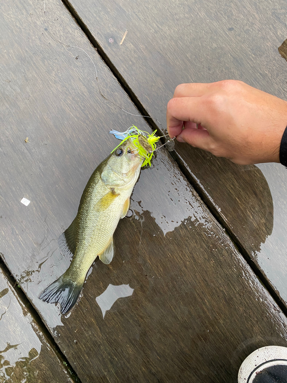 ブラックバス