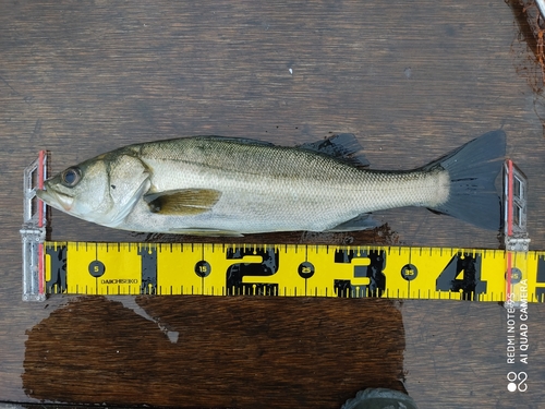 フッコ（マルスズキ）の釣果