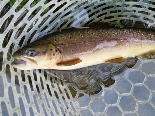 ニジマスの釣果