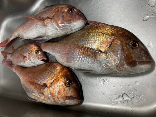 マダイの釣果