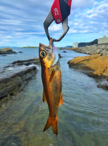 ムツの釣果