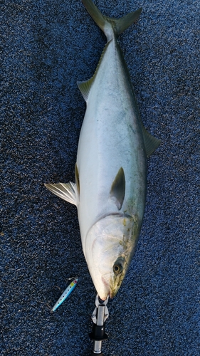 ハマチの釣果