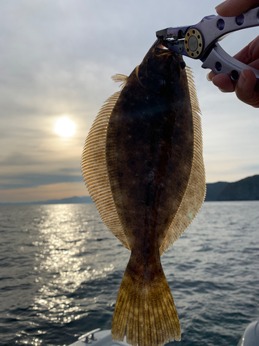 ヒラメの釣果