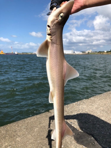 サメの釣果