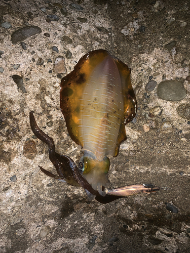 アオリイカの釣果