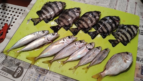 サンバソウの釣果