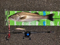 スズキの釣果