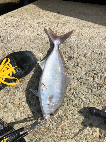 ショゴの釣果