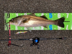 スズキの釣果