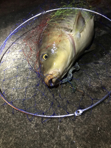 ニゴイの釣果