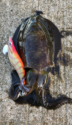 アオリイカの釣果