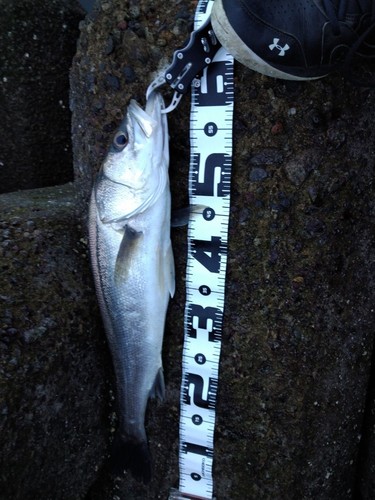 シーバスの釣果