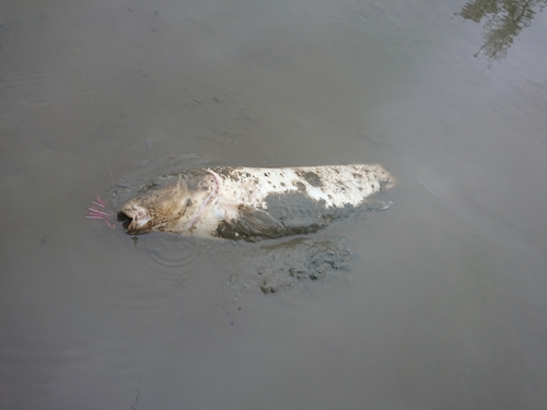 コイの釣果