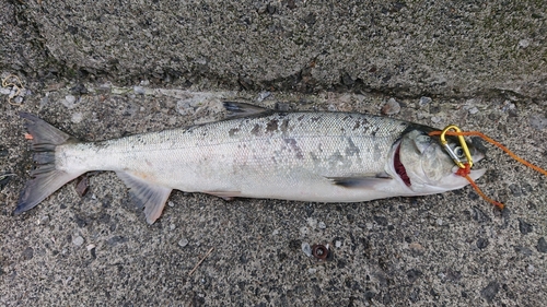 サケの釣果